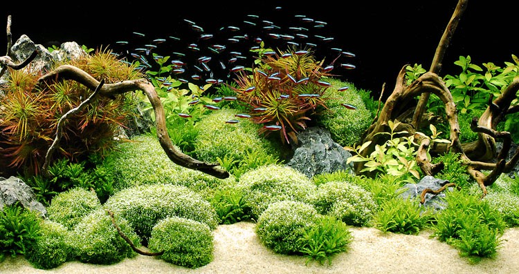 Akvarijní rostliny - prodej a tvorba akvárií