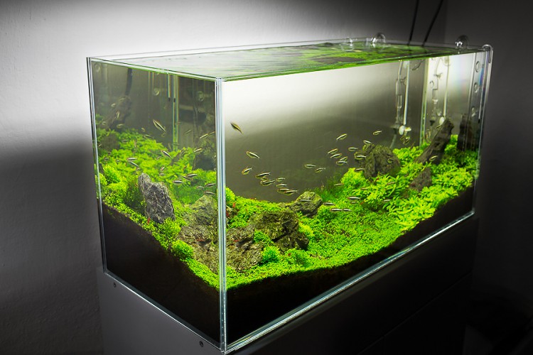 Tvorba akvárií a terárií - prodej akvarijních rostlin a rybiček